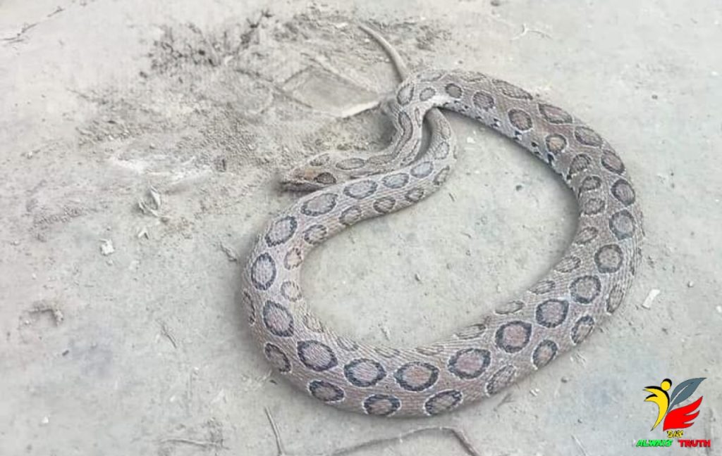 রাসেল ভাইপার সাপ (Russell's Viper)