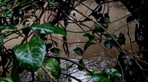 ২ জুলাই ২৪ অতি বৃষ্টির কারনে ফলের বাগানে জলাবদ্ধতা